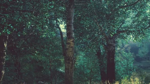 Panoramic View of the Majestic Evergreen Forest in a Morning Fog