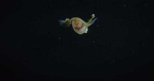Slow motion of colorful sepia fish is diving in a deep underwater sea in the dark.