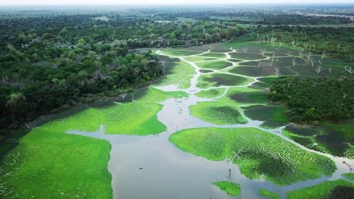 Aerial View of Green Tropical Wetland Landscape