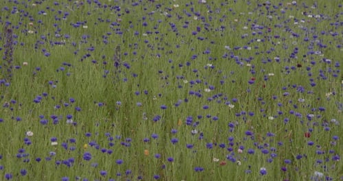 Plan large de bleuets bleus dans l'herbe.