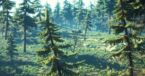 Lush Green Forest with Tall Pine Trees and Sunlight Filtering Through Branches