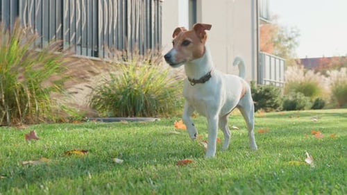 Small Dog on Green Grass Cute Jack Russell Terrier