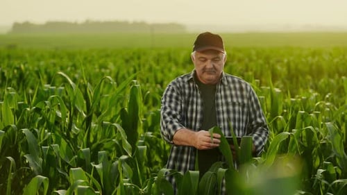 Agronomist Inspecting Corn Plants In Field In Summer Portrait Of Aged Man With Tablet In Hands