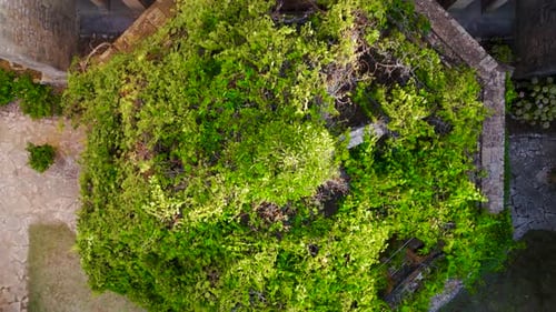 Top-down rising shot overhead trees in the courtyard of a abbey