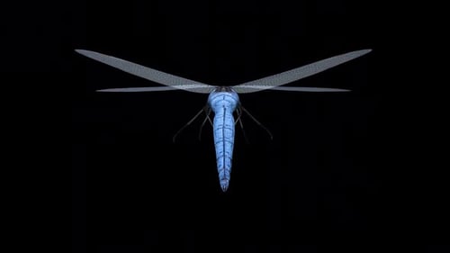 Blue Dragonfly - Flying Loop - Aerial Back Close Up View - Alpha Channel