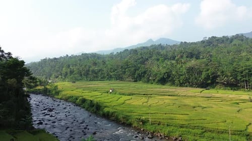 Aerial view of rice terraces and a river running in Pekalongan, Indonesia