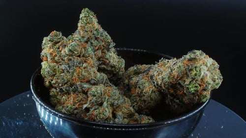 Violettgrüne getrocknete Marihuana-Knospen Nahaufnahme, Stapel getrockneter Marihuana-Pflanzen, orange tric