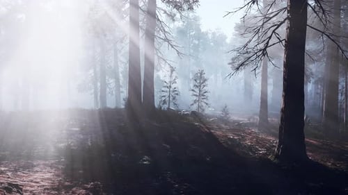 Dense Fog Blanketing a Forest of Tall Trees