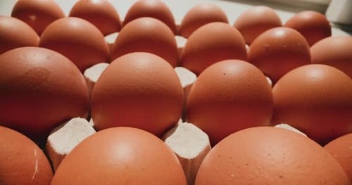 HighQuality Chicken Eggs From FreeRange Hens Without GMO