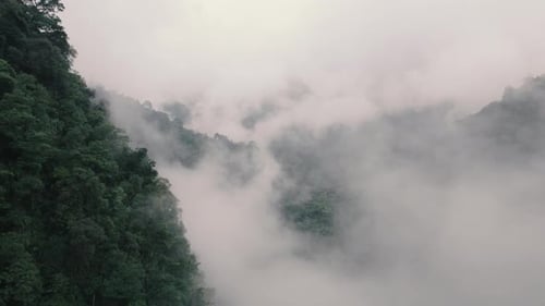 Fog Forest
