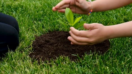 The Child Holds the Plant and Soil in His Hands