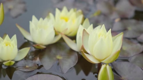 Some Beautiful White Water Lilies on the Lake