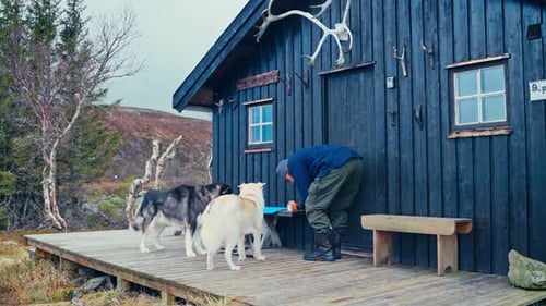 Man Enters Rustic Cabin with Dogs in Countryside