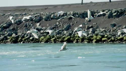Flock Of Seagulls Flying Over Sea By Coastline