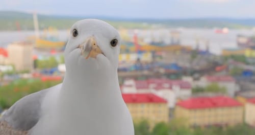 The head of a seagull in close-up.