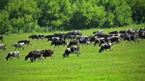 Cows Grazing Peacefully on Green Pasture