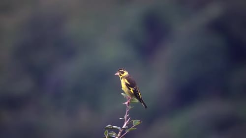 Yellow breasted green finch standing on branch, Nepal
