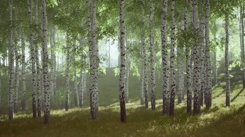 Spring in the Birch Grove Forest