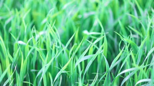 Nahaufnahme Gras auf einer Wiese