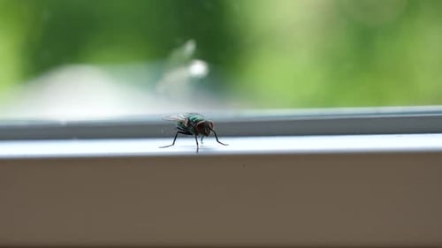Fly Standing Still on Window Sill Close Up