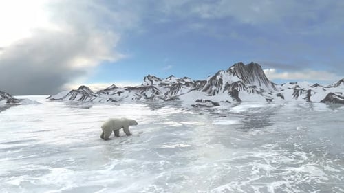 Polar bear walking on fragile frozen sea ice, Aerial