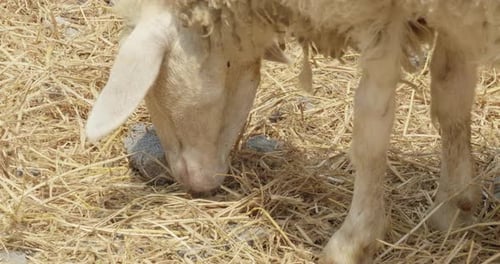 Sheep grazing in sunlit pasture rural farm animal serene environment close-up perspective