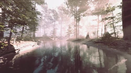 Pond in a Forest with Fog