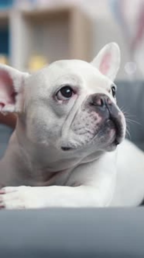 Adorable French Bulldog Portrait with Gentle Petting