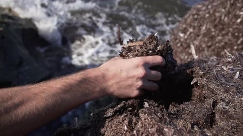 La mano de un macho adulto recoge un puñado de algas marinas amontonadas y las arroja