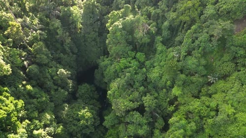 Aerial Top Down View of Lush Greenery Tropical Jungle Rainforest in Philippines