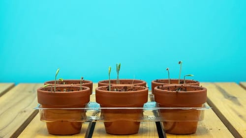 Green Seedling Growth Time Lapse
