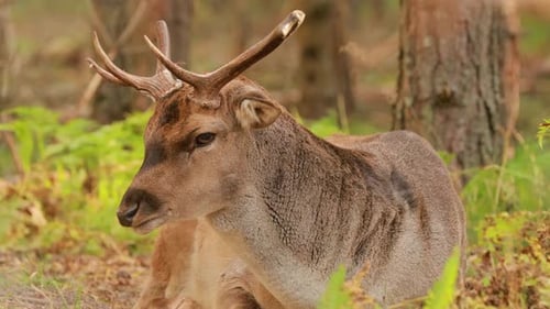 Fallow Deer Or Dama Dama Grazes In Autumn Forest