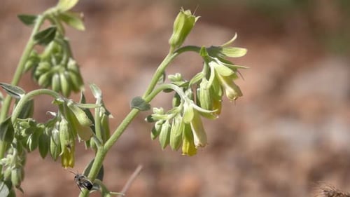 Bees pollinate yellow hanging flowers