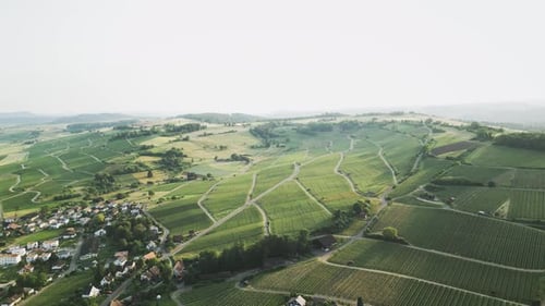 Vineyards plantations with grape trees on green hills at sunny summer day