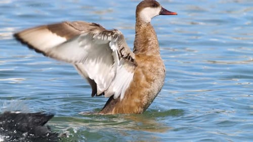 Pochard mit roter Haube
