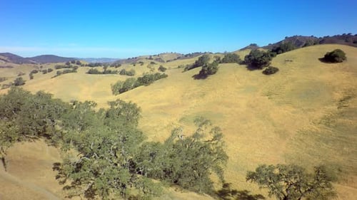 Aerial View of Golden Hills with Trees in California