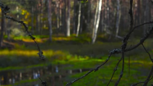 Gorgeous panning footage of a pond or a small lake in a forest with focus changing slowly. Sunny.