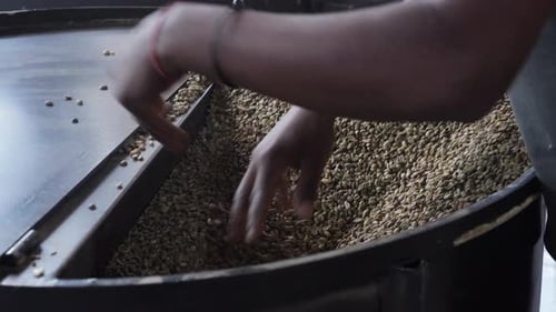Hands Sorting Green Coffee Beans in Machine