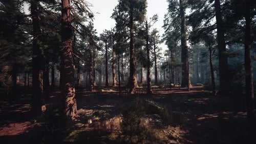 Silent Forest with Tall Trees and Shimmering Foliage Under Peaceful Golden Rays