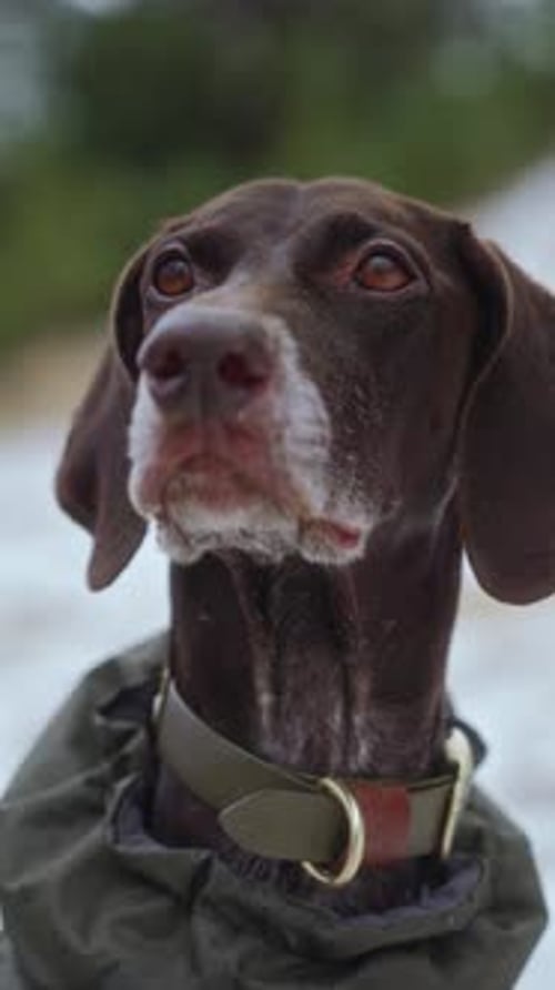 A Dog Against the Background of Snow and Green Trees is Shaking From the Cold
