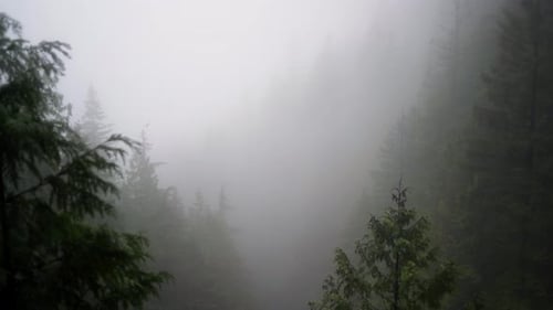 Moody forest of giant mossy, coniferous, green, trees shrouded in mist and fog.