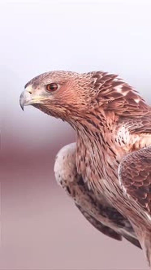 aus der Nähe sieht der Steinadler sehr schick aus