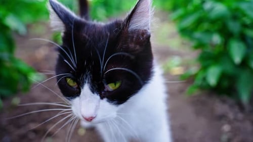 Curious Black and White Cat Exploring a Green Garden