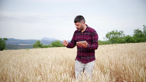 Man Inspects Wheat Field with Tablet Device