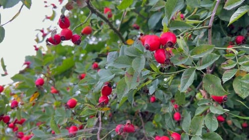 Closeup of Rosehip Berries or Rosehip Rosa Pendulina Formerly Also Alpine Rosehip
