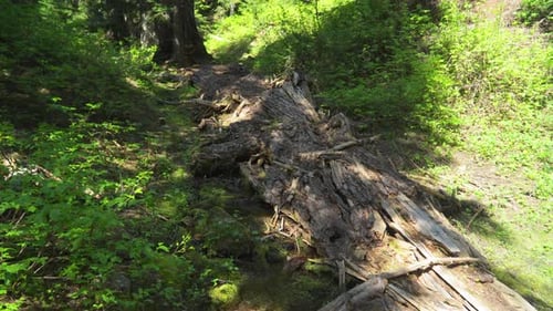 Fallen tree in a lush green forest