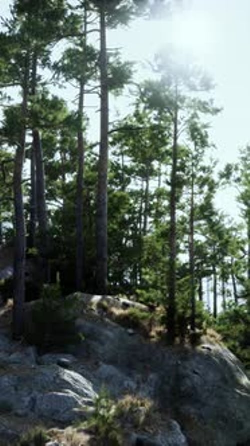 Sun Shines Through Trees on Rocky Hill