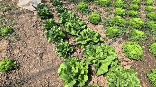 Cultivating Lettuce at Home Allows Gardeners to Have Continuous Supply