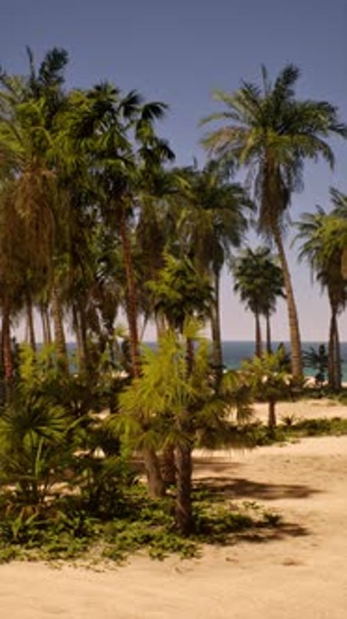 Sandy Beach With Palm Trees and Ocean