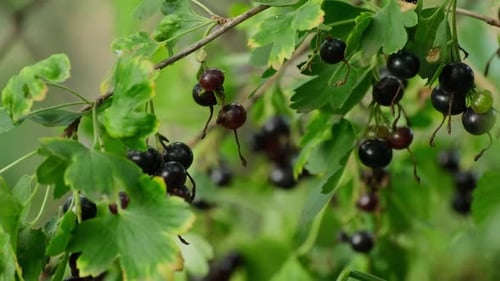 Ripe Black Currants Hanging on the Bush